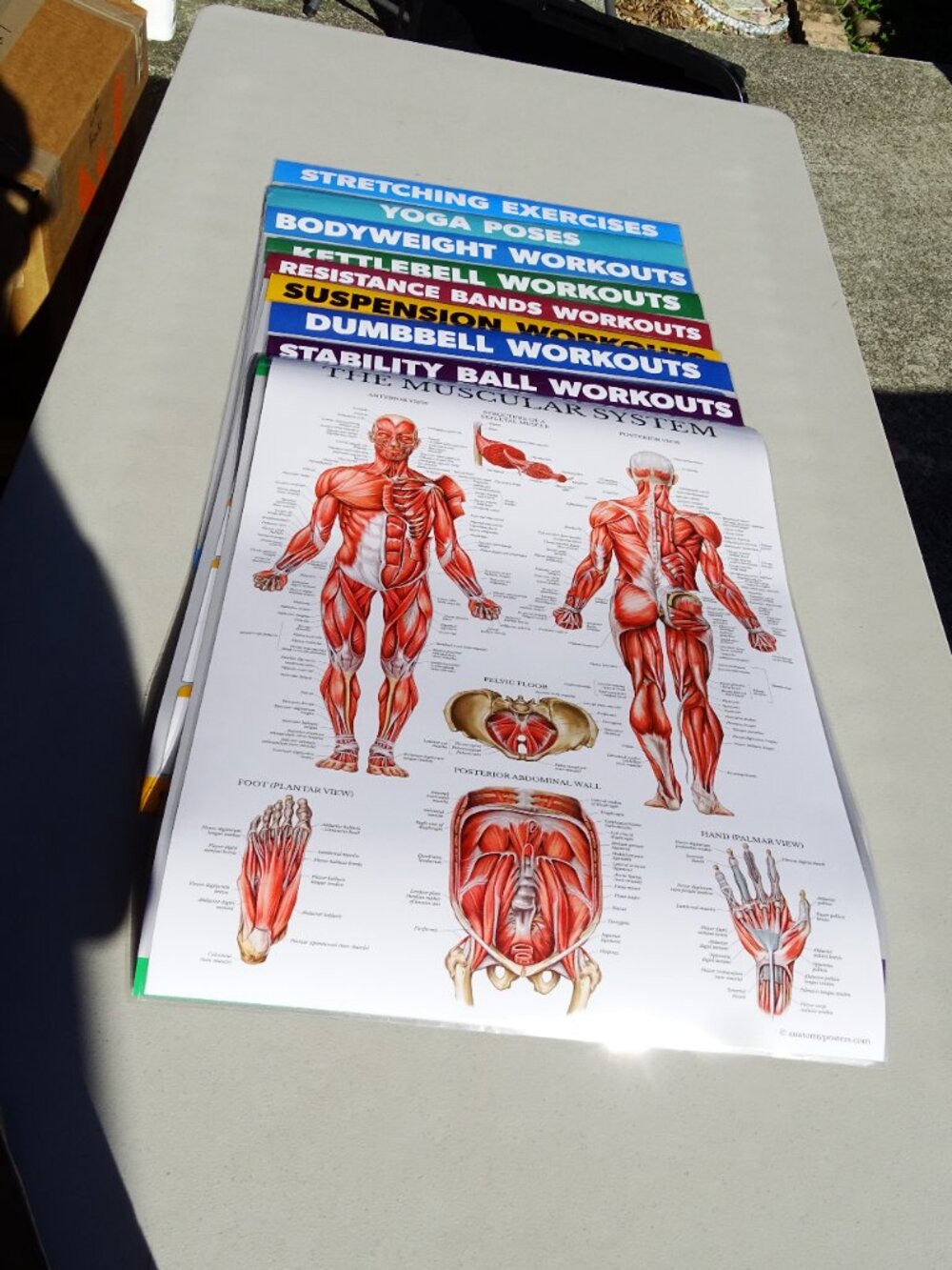 10pk Muscular System Poster 18"  X 27" with several others - all Laminated